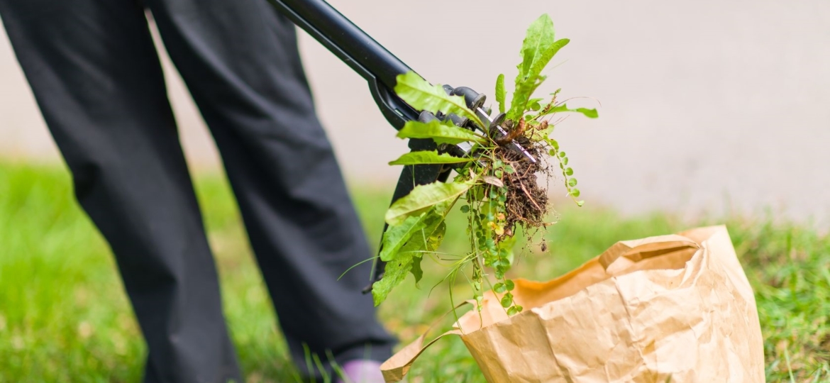 Person working in yard picking up weeds